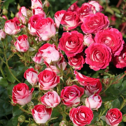 Rosa 'Schöne Koblenzerin' - Roos 'Schöne Koblenzerin' C4/4L